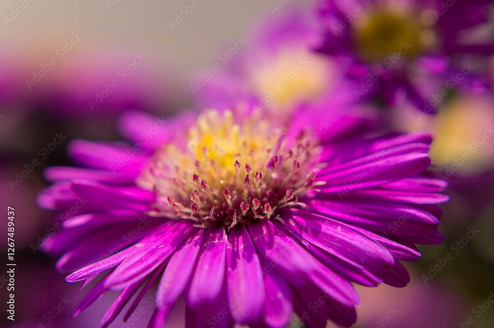 Fototapeta premium close up of a purple flower