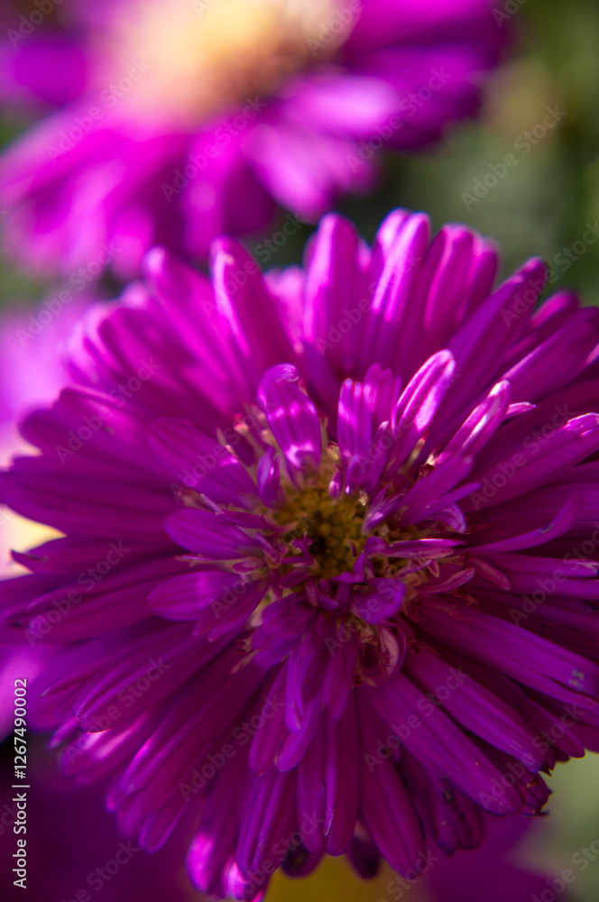 Obraz premium close up of pink flower