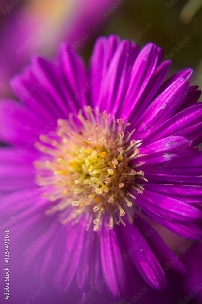 Fototapeta premium close up of purple flower