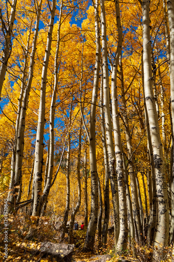 Hikers looking at yellow aspen trees in the autumn in Maroon Bells Aspen Colorado on a sunny autumn day Hikers looking at yellow aspen trees in the autumn in Maroon Bells Aspen Colorado on a sunny autumn day