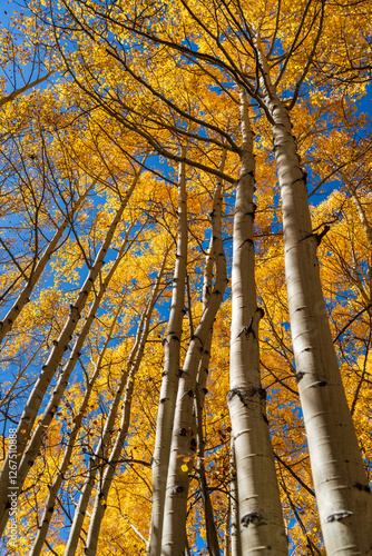 Yellow aspen trees in the autumn in Maroon Bells Aspen Colorado on a sunny autumn day	
