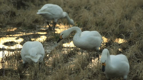 田んぼにいるコハクチョウ達