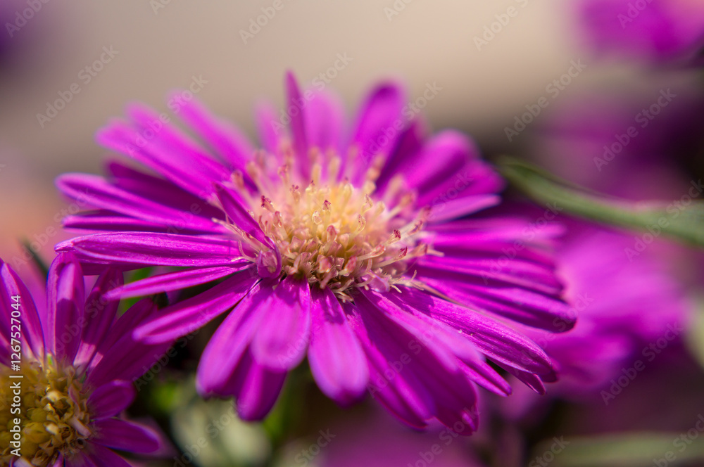 Obraz premium close up of a purple flower