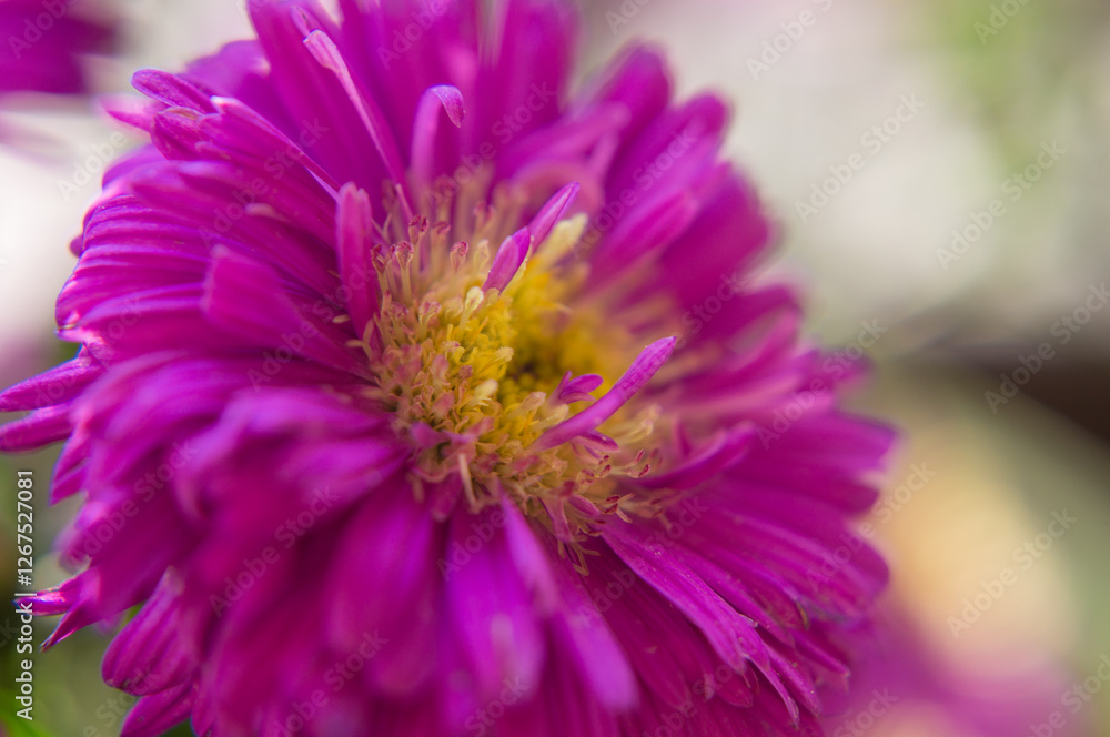 Obraz premium close up of a purple flower