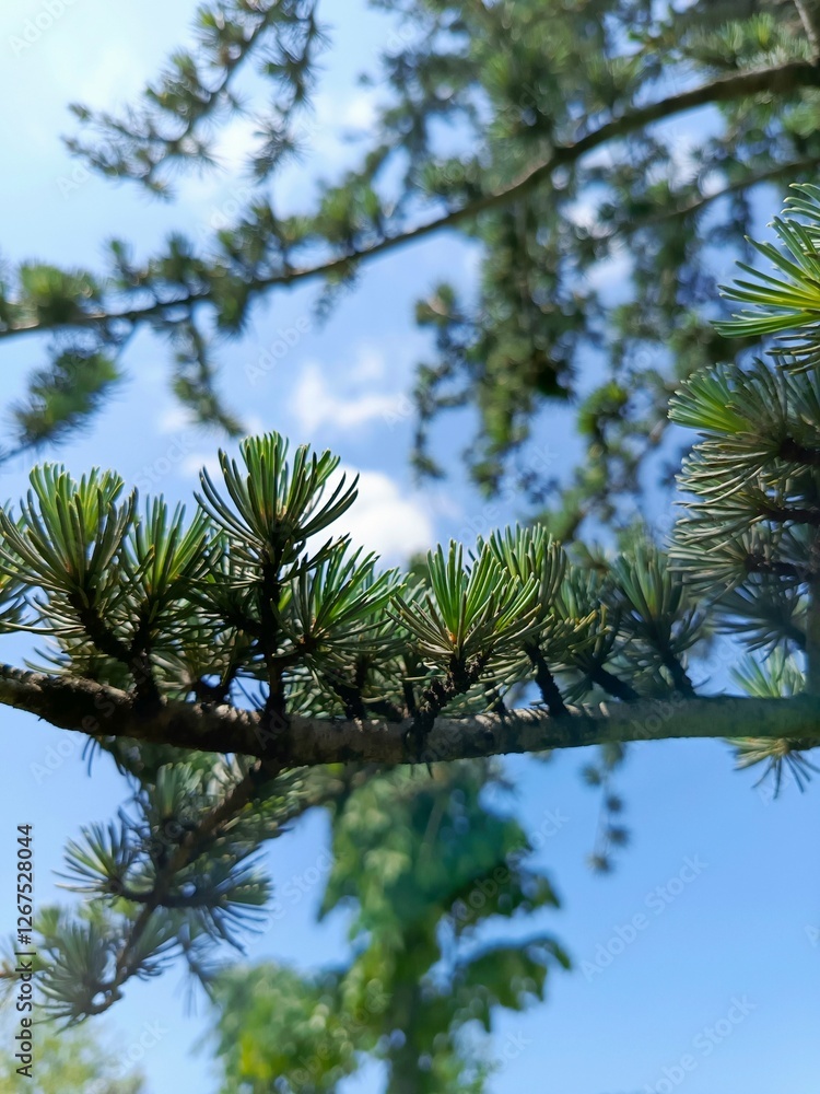 pine branches against blue sky pine branches against blue sky