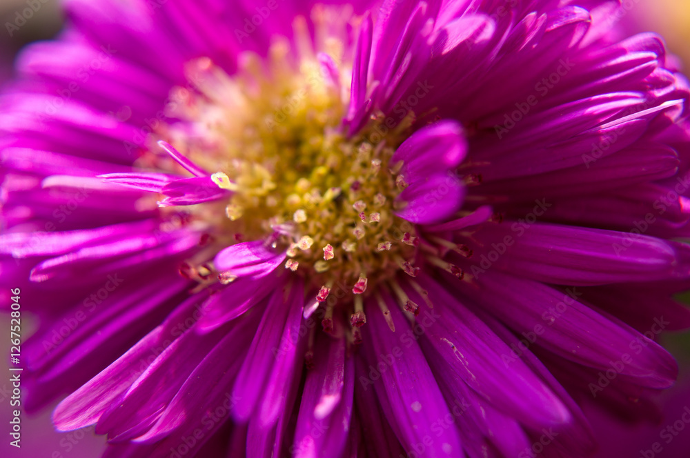 Obraz premium close up of pink daisy flower