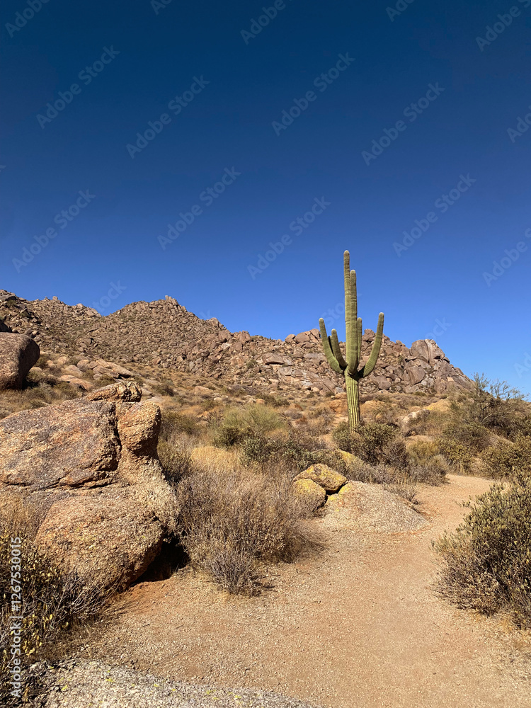 großes Kaktus in der Wüste in Arizona, Phoenix großes Kaktus in der Wüste in Arizona, Phoenix