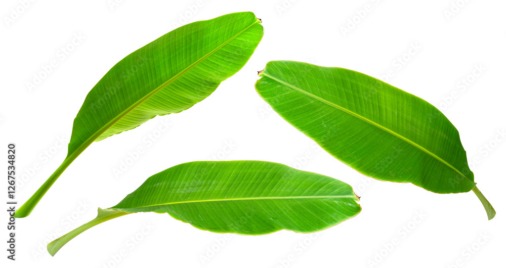Tropical banana leaf isolated on white background with clipping path for design elements. Tropical banana leaf isolated on white background with clipping path for design elements.