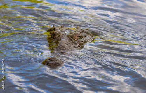 crocodile in the water
