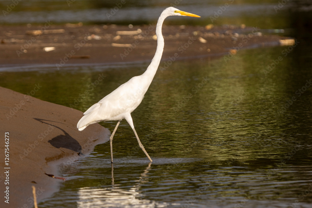 Naklejka premium Greater egret