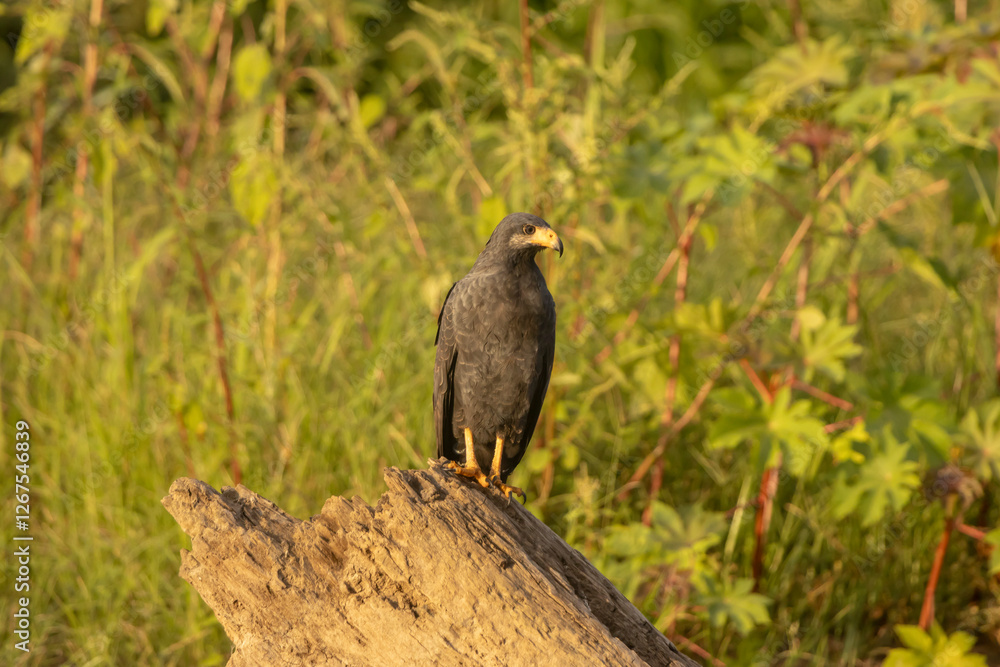 Fototapeta premium Black hawk
