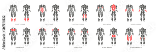 Human muscles anatomy. Male muscle anatomy icon set. Vector illustration