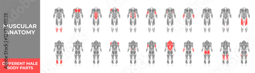 Human muscles anatomy. Male muscle anatomy icon set. Vector illustration