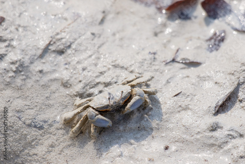 Small sand crab moves across a sandy beach surface, blending with the natural surroundings. Its shell and legs are covered in fine sand photo