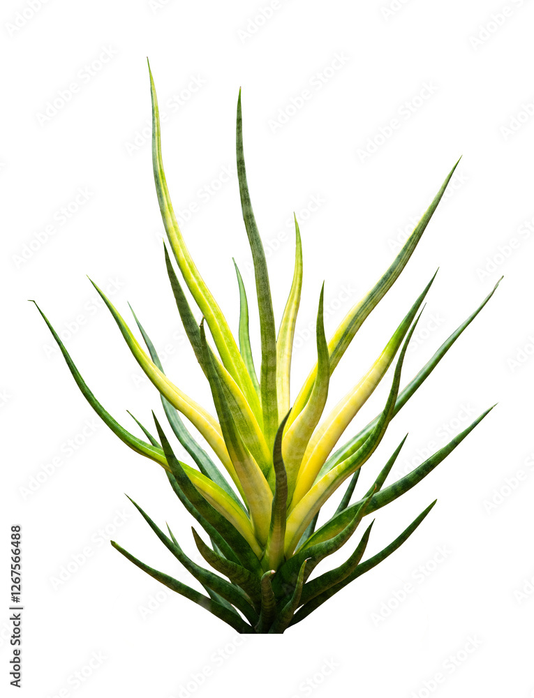Snake Plant - Dracaena Trifasciata tree isolate on white background, high resolution image 45MP Snake Plant - Dracaena Trifasciata tree isolate on white background, high resolution image 45MP