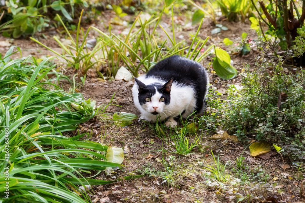 Fototapeta premium Adorable White Kitten and Black Puppy in a Green Grass Landscape