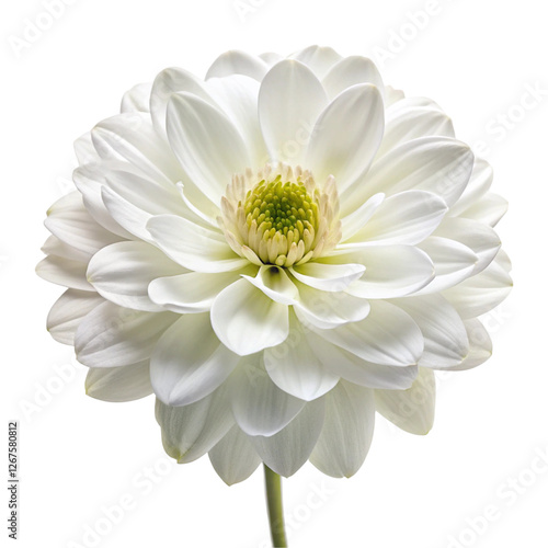 Wallpaper Mural Elegant white flower isolated on transparent background  
 Torontodigital.ca