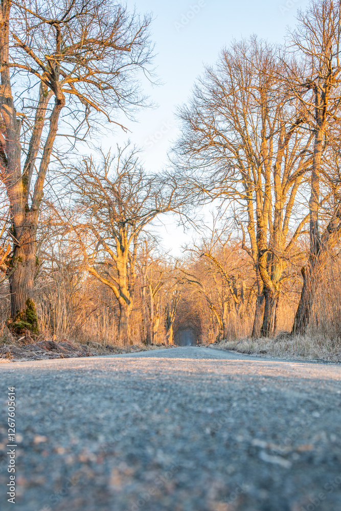 Path through an old tree-lined avenue. Winter landscape and ice and frost in a nature reserve. Gravel road, dirt road at sunrise in Mönchbruch, Frankfurt, Germany Path through an old tree-lined avenue. Winter landscape and ice and frost in a nature reserve. Gravel road, dirt road at sunrise in Mönchbruch, Frankfurt, Germany