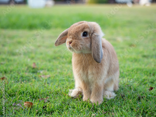Baby orange holland lop rabbit at garden. Lovely action of young rabbit in green field.