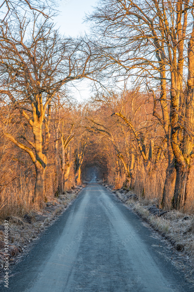 Path through an old tree-lined avenue. Winter landscape and ice and frost in a nature reserve. Gravel road, dirt road at sunrise in Mönchbruch, Frankfurt, Germany Path through an old tree-lined avenue. Winter landscape and ice and frost in a nature reserve. Gravel road, dirt road at sunrise in Mönchbruch, Frankfurt, Germany