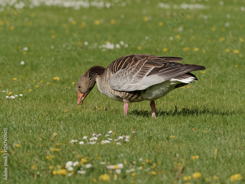 grasende Gans