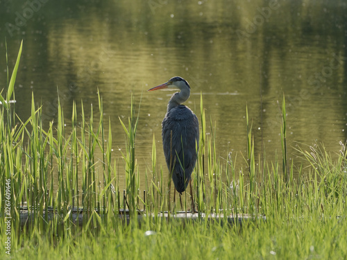 Reiher im Gegenlicht