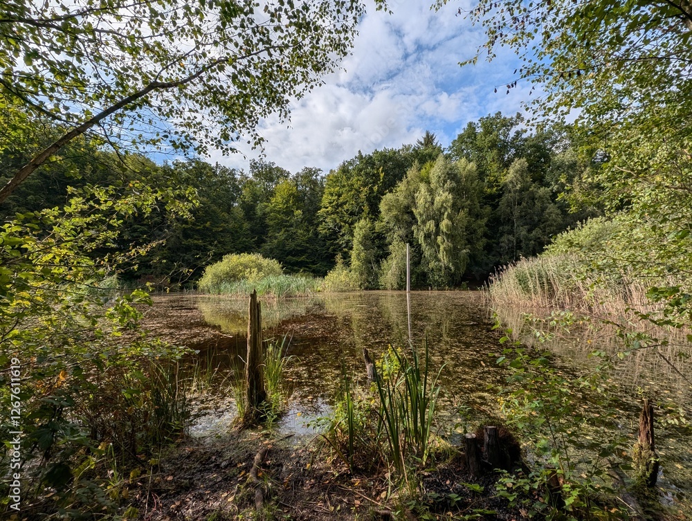 A tranquil pond reflects the surrounding lush forest and cloudy sky, creating a serene and picturesque scene A tranquil pond reflects the surrounding lush forest and cloudy sky, creating a serene and picturesque scene