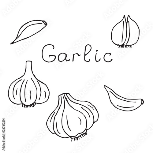 Garlic set, hand drawn sketch, vector illustrationь