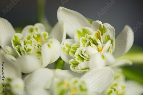 Śnieżyczka przebiśnieg (Galanthus nivalis L.), białe kwiaty wiosenne, rozmyte tło lub tapeta	 photo