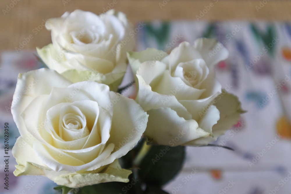 still life close-up with white roses.
still life close-up with white roses.
