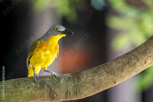 Grey-headed bushshrike. photo