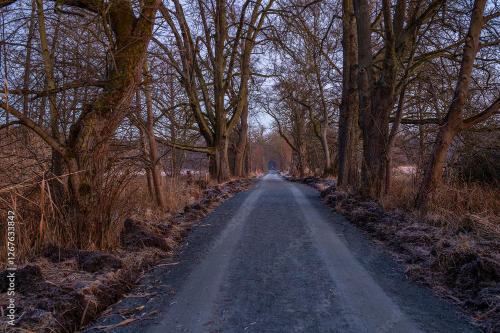 Path through an old tree-lined avenue. Winter landscape and ice and frost in a nature reserve. Gravel road, dirt road at sunrise in Mönchbruch, Frankfurt, Germany Path through an old tree-lined avenue. Winter landscape and ice and frost in a nature reserve. Gravel road, dirt road at sunrise in Mönchbruch, Frankfurt, Germany