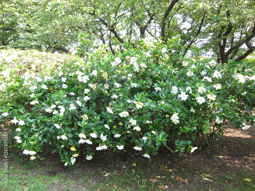 オオヤエクチナシ　Gardenia jasminoides cv. fortuneana  photo