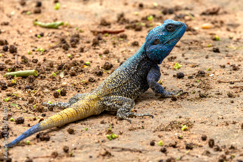 Tree agama.