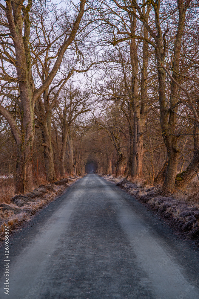 Path through an old tree-lined avenue. Winter landscape and ice and frost in a nature reserve. Gravel road, dirt road at sunrise in Mönchbruch, Frankfurt, Germany Path through an old tree-lined avenue. Winter landscape and ice and frost in a nature reserve. Gravel road, dirt road at sunrise in Mönchbruch, Frankfurt, Germany