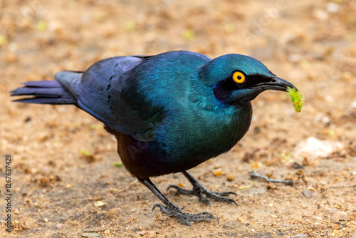 Cape glossy starling.