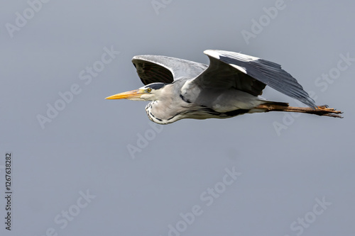 Grey heron.