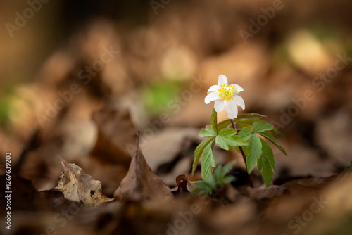 Anemone nemorosa flower in the forest in the sunny day. Wood anemone, windflower, thimbleweed. Grows in Europe, East Asia. In North America. Lovely white anemone flowers in spring forest at sunset.