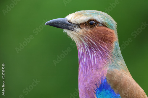 Lilac Breasted Roller.