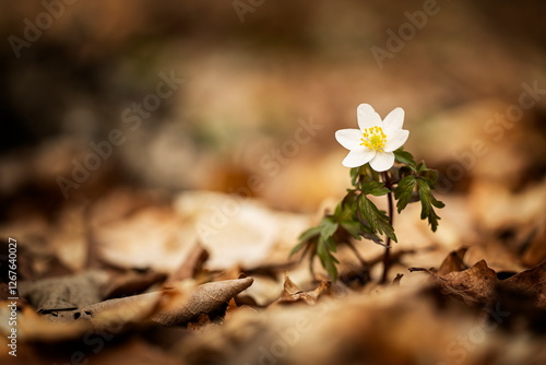 Anemone nemorosa flower in the forest in the sunny day. Wood anemone, windflower, thimbleweed. Grows in Europe, East Asia. In North America. Lovely white anemone flowers in spring forest at sunset.