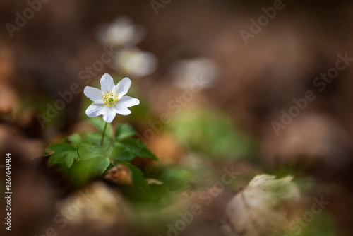 Anemone nemorosa flower in the forest in the sunny day. Wood anemone, windflower, thimbleweed. Grows in Europe, East Asia. In North America. Lovely white anemone flowers in spring forest at sunset.