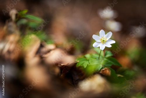 Anemone nemorosa flower in the forest in the sunny day. Wood anemone, windflower, thimbleweed. Grows in Europe, East Asia. In North America. Lovely white anemone flowers in spring forest at sunset.