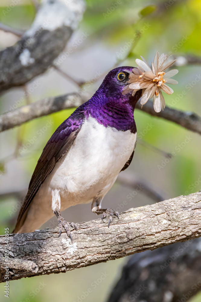 Fototapeta premium Violet back starling male.