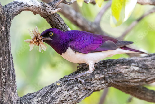 Violet back starling male.