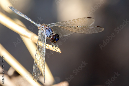 Dragonfly photo