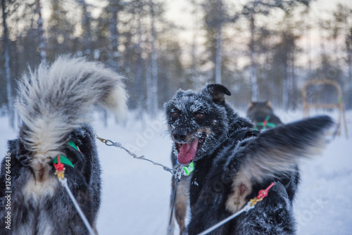 Corsa con slitta trainata da cani photo