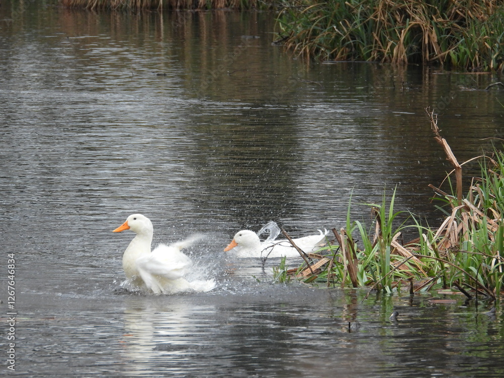 Young white swans on the water in a pond Young white swans on the water in a pond