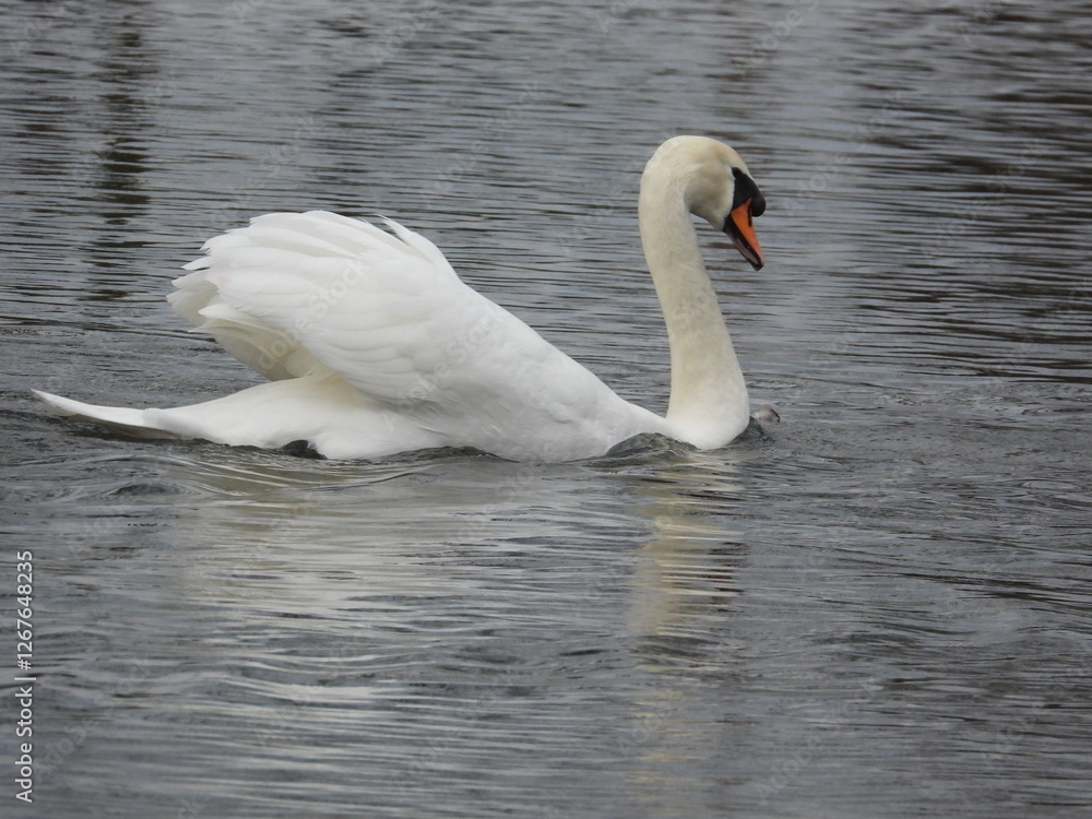Obraz premium Side view of a large white swan on the water