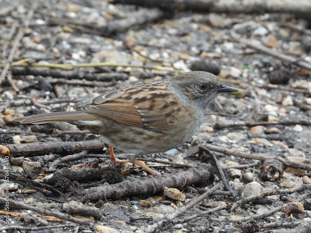 A brownish-gray little bird sits low on the ground with sticks A brownish-gray little bird sits low on the ground with sticks