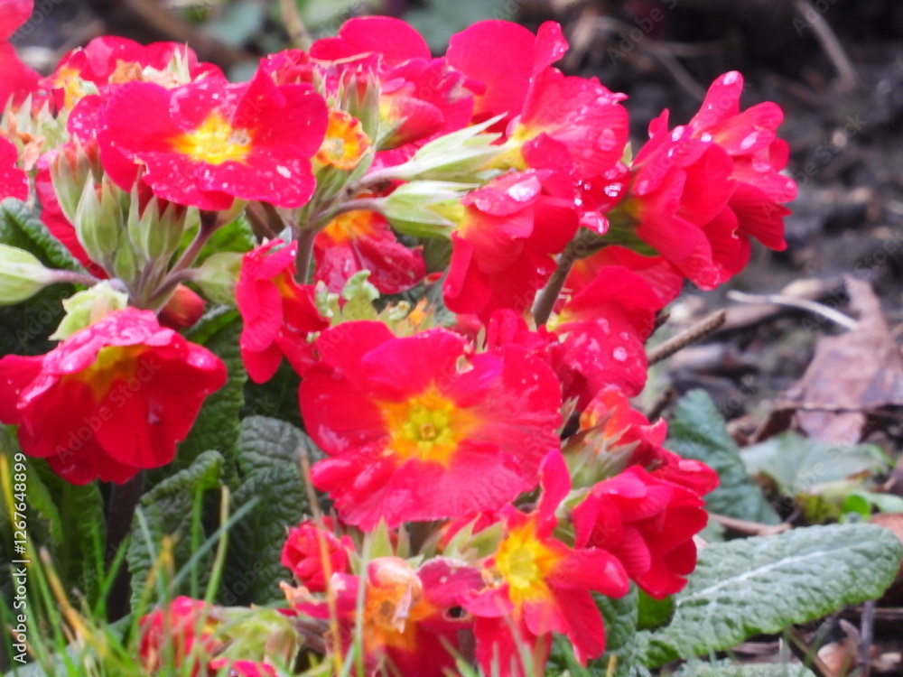Red low flowers with yellow center in the petals
